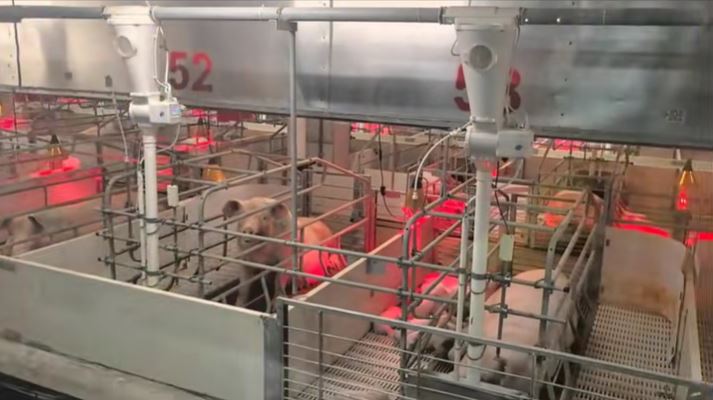 牧原是內地規摸最大的生豬養殖集團，以高科技飼養豬隻。牧原官網