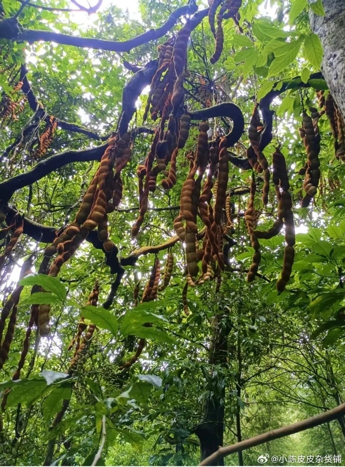 巨大豆莢，學名為「榼藤」，是豆科榼藤屬植物。