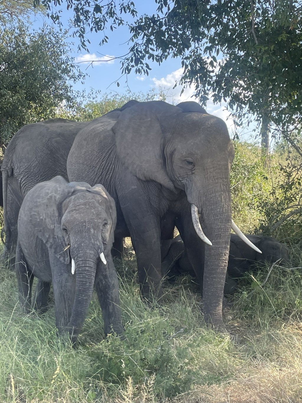 克魯格公園裡的象群。（X@SANParksKNP）