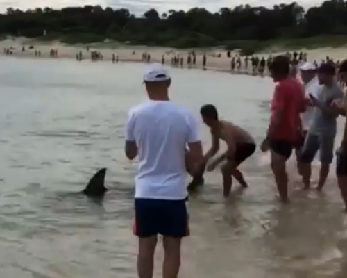 澳洲雪梨有鯊魚游近海岸，有泳客協助推回大海。影片截圖