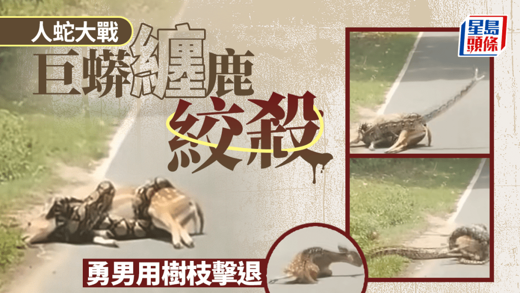 美佛州公路驚現人蛇大戰 勇男樹枝擊退巨蟒救鹿 震撼驚險畫面瘋傳
