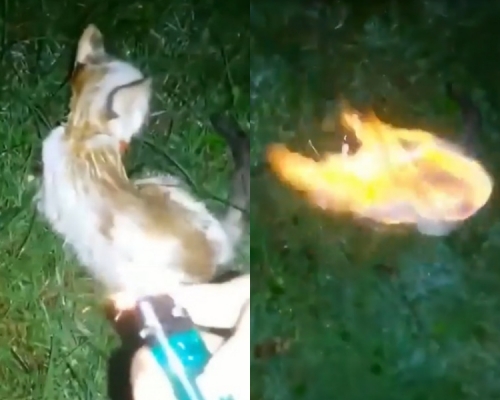 animalmalaysia IG影片截圖

