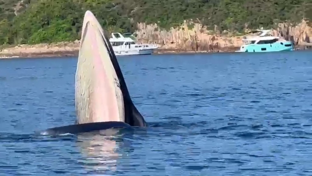 有網民今日（13日）在西貢南風灣附近海域發現一條鯨魚。