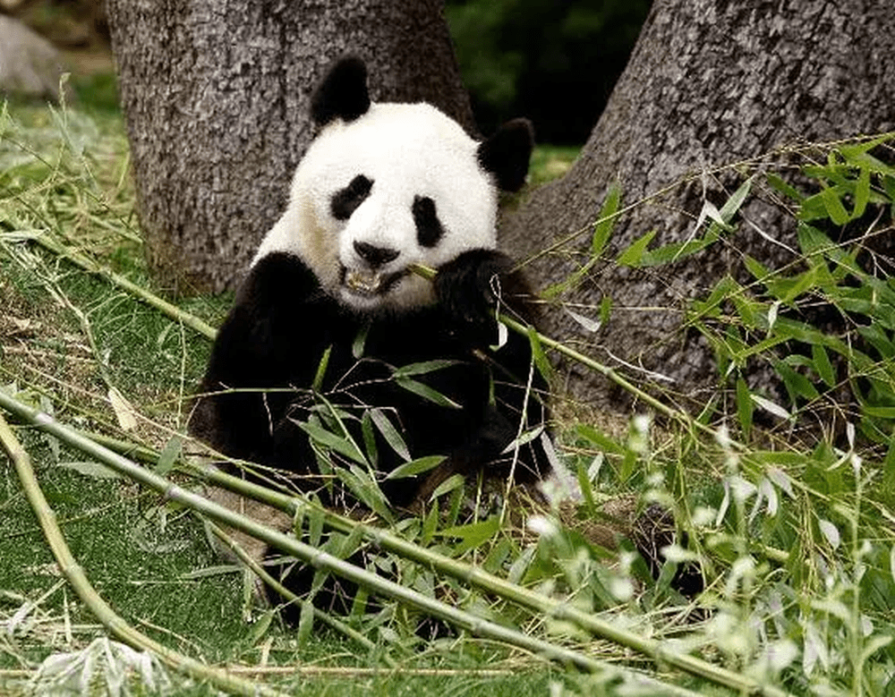 大熊猫「花嘴巴」