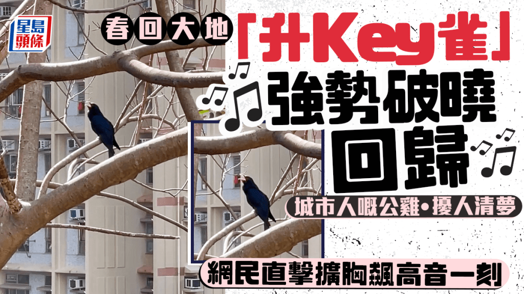 春回大地「升Key雀」強勢回歸 城市公雞擾人清夢 網民直擊真身擴胸飆高音一刻｜Juicy叮