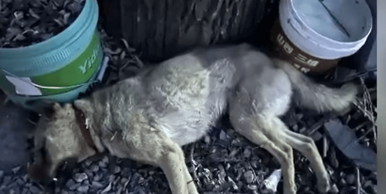 申某兒子被郭家拴住的狗咬傷，隨後將狗打死。百姓關注