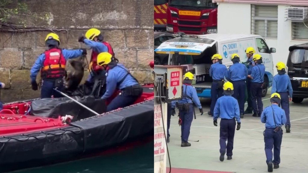 北角年幼野豬墮海受傷 獲消防小艇救起 被送往嘉道理農場檢查