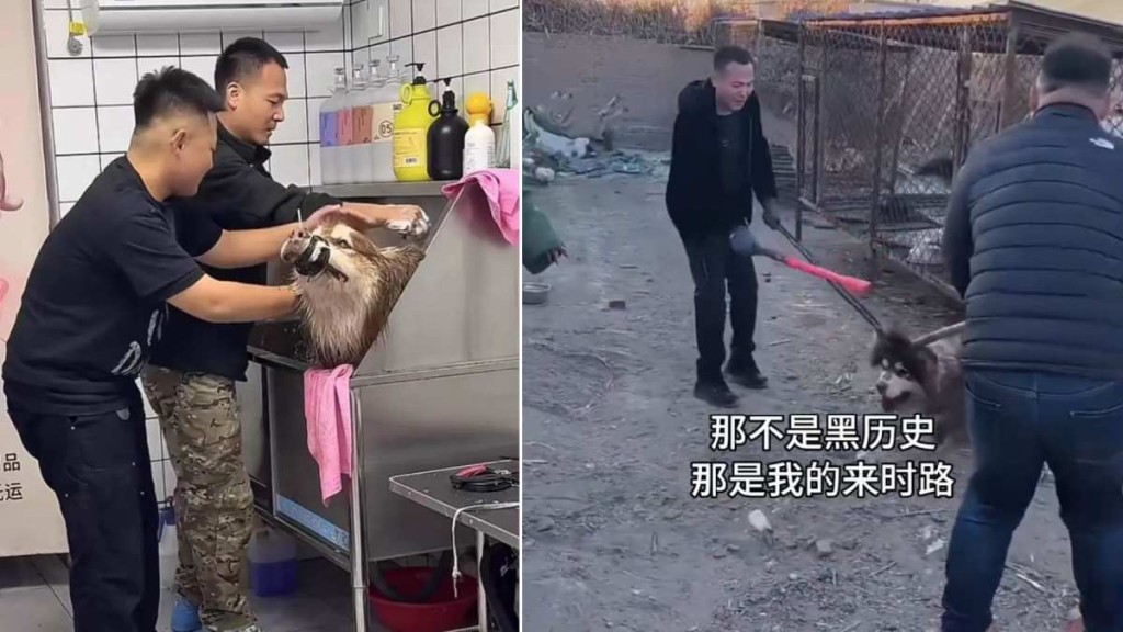網紅馴狗師潘宏馴狗手法屢陷虐待質疑。