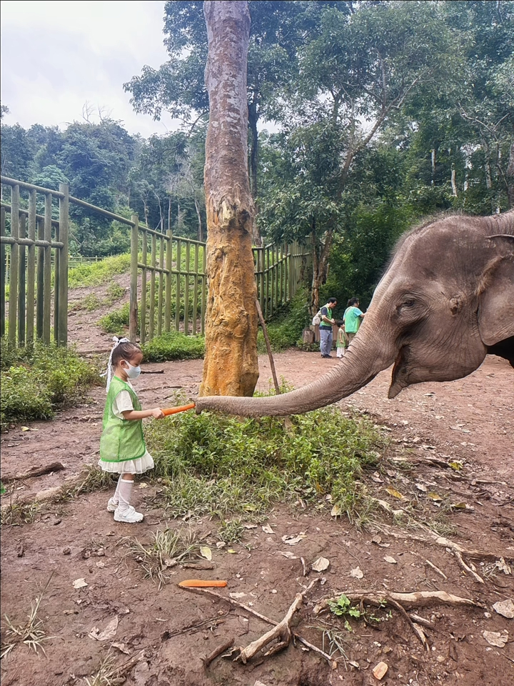 格格非常大膽，自己一個餵大象。