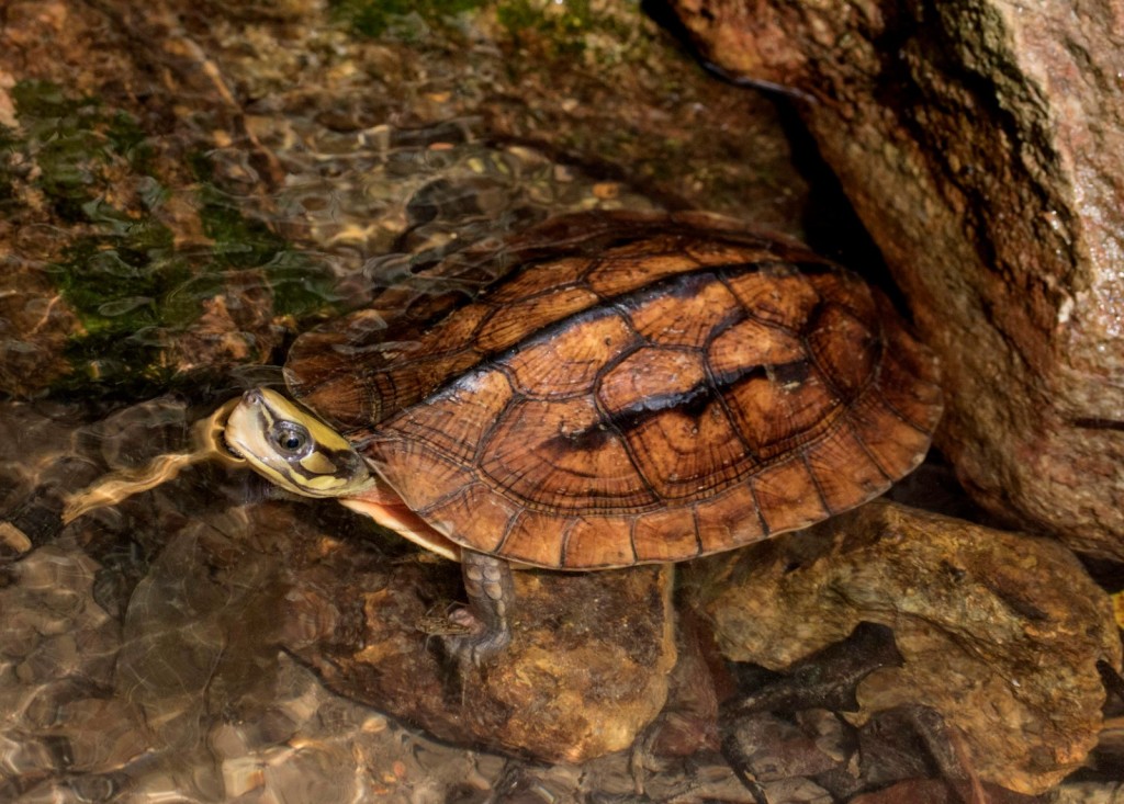 团队发现金钱龟是最严重被捕捉的物种，在研究中从没发现过幼龟，很可能已经「功能性灭绝」。（岭大提供）
