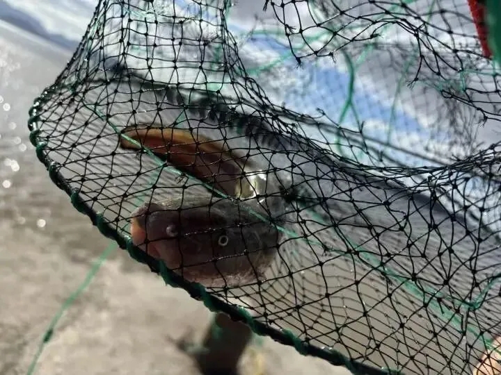 捕魚是栗子的無人島生活日常。 捕魚是栗子的無人島生活日常。