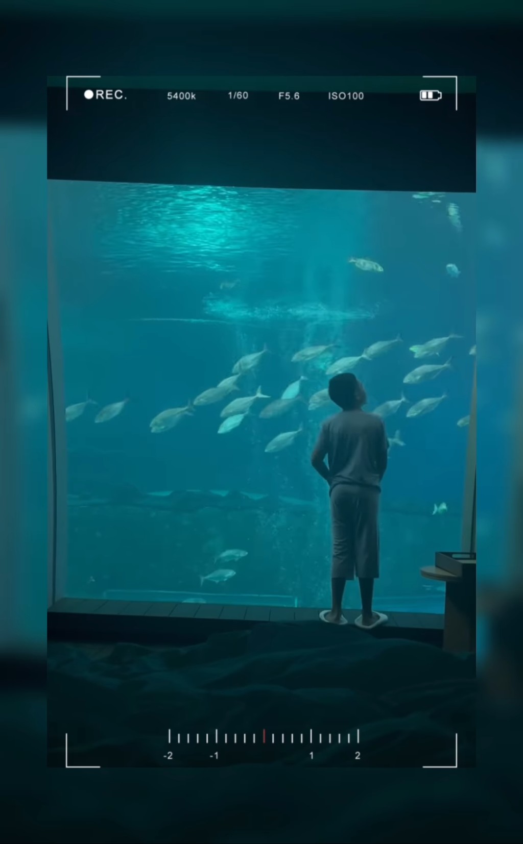 他们去了水族馆睇鱼。