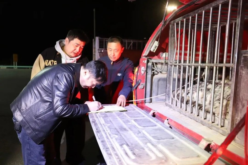 雪豹在沙漠出現為罕見現象。吐魯番零距離 雪豹在沙漠出現為罕見現象。吐魯番零距離