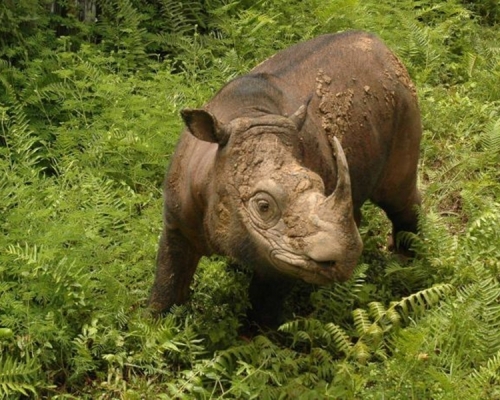 這隻叫塔姆（Tam）的蘇門答臘犀牛，已經離世。  網上圖片