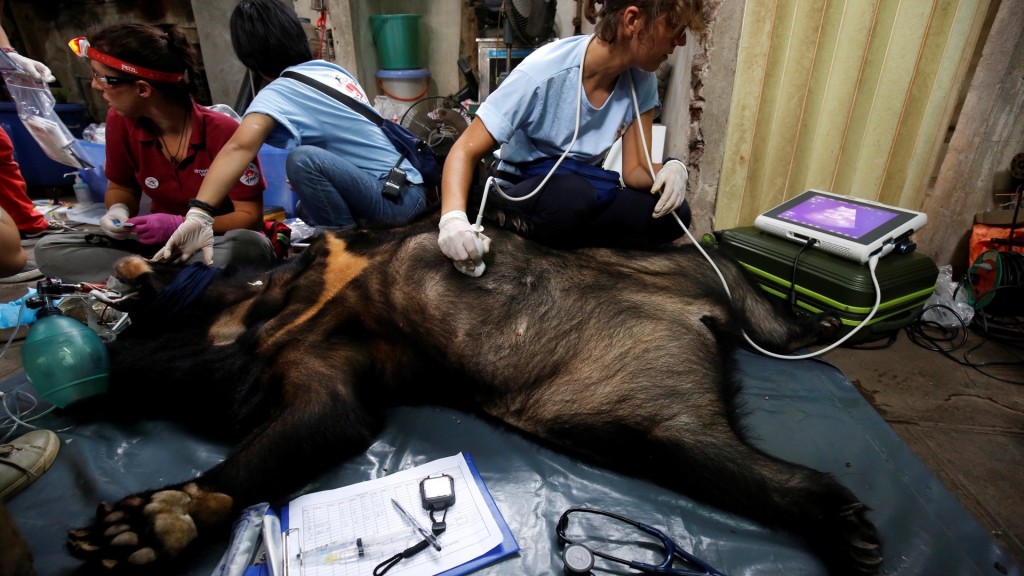 獸醫給熊膽養殖場中救出的熊做檢查。 路透社