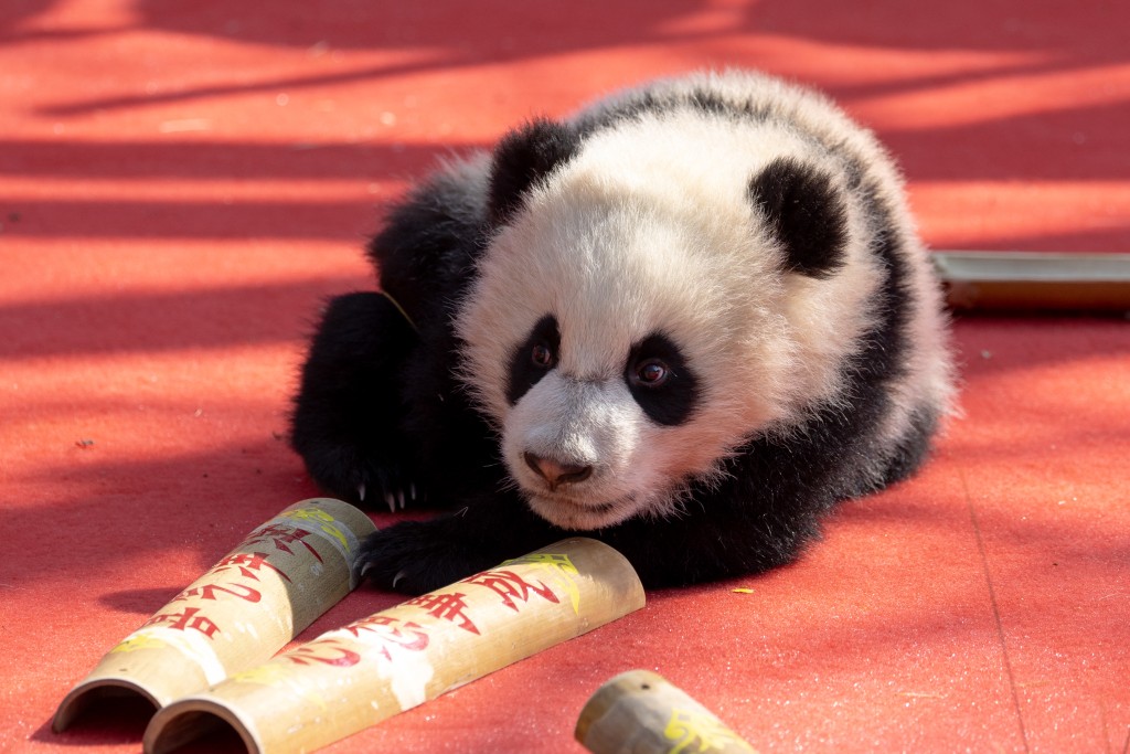 在成都大熊猫繁育研究基地，2025级新生大熊猫幼崽亮相新春主题活动。 中新社/新华社