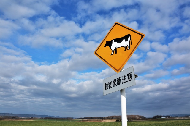 日本當局建議在北海道旅行,應留意橫過馬路的動物。北海道官方旅遊網站圖片 日本當局建議在北海道旅行,應留意橫過馬路的動物。北海道官方旅遊網站圖片