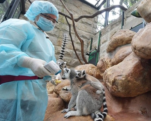 饲养员进入笼舍前须穿上保护衣和消毒鞋履，也会利用探热枪监察动物的健康状况。政府新闻处图片