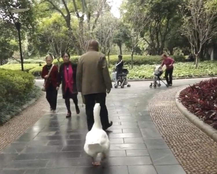 人與鵝至今已結下深厚的友誼。網圖
