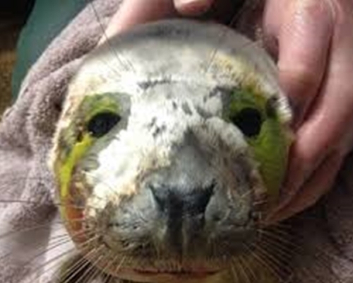 受伤海豹伤口严重感染。网图
