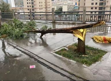 怪風下，蘭州大量樹木受損，汽車被砸毀。抖音