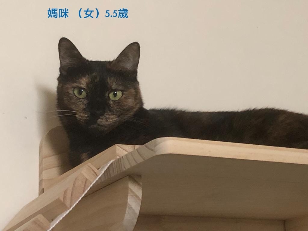 田進福離世後，家中6隻貓貓頓失所依，急需尋找新家。