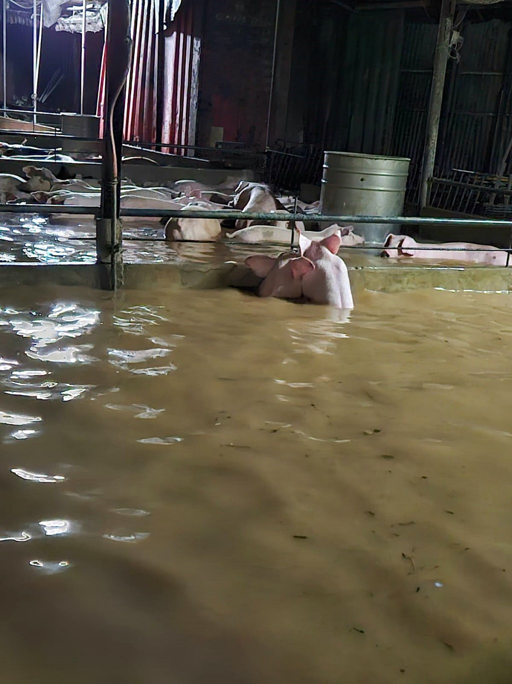 猪只浸在水中奄奄一息。 受访者提供