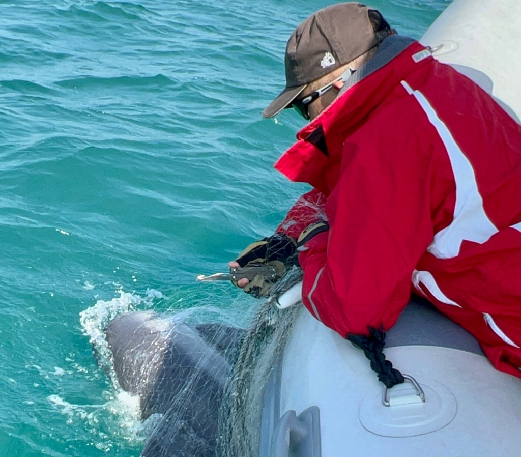 赛事义工驾驶安全船在前往赛区时，在蒲台岛以北见到一只海豚被「鬼网」缠著，义工立即挺身而出，拯救海豚。公关图片
