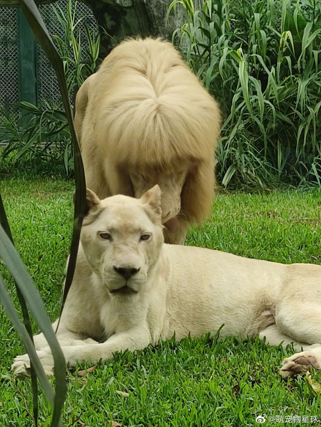 广州一只动物园狮子留「齐阴」，引起热议。微博网图