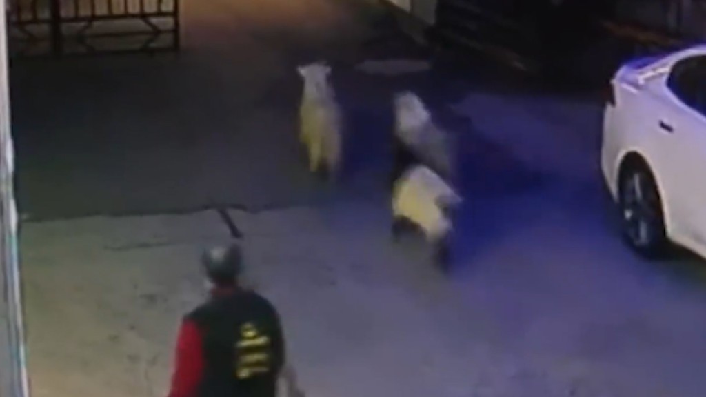 原本牠們是「3羊行」一起逃走，惟其中一隻被店員捉回。 網片截圖
