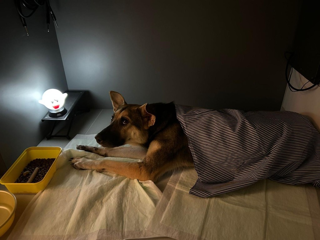 毛孩獲安頓至暫託家庭。香港關愛動物庇護之家提供 毛孩獲安頓至暫託家庭。香港關愛動物庇護之家提供