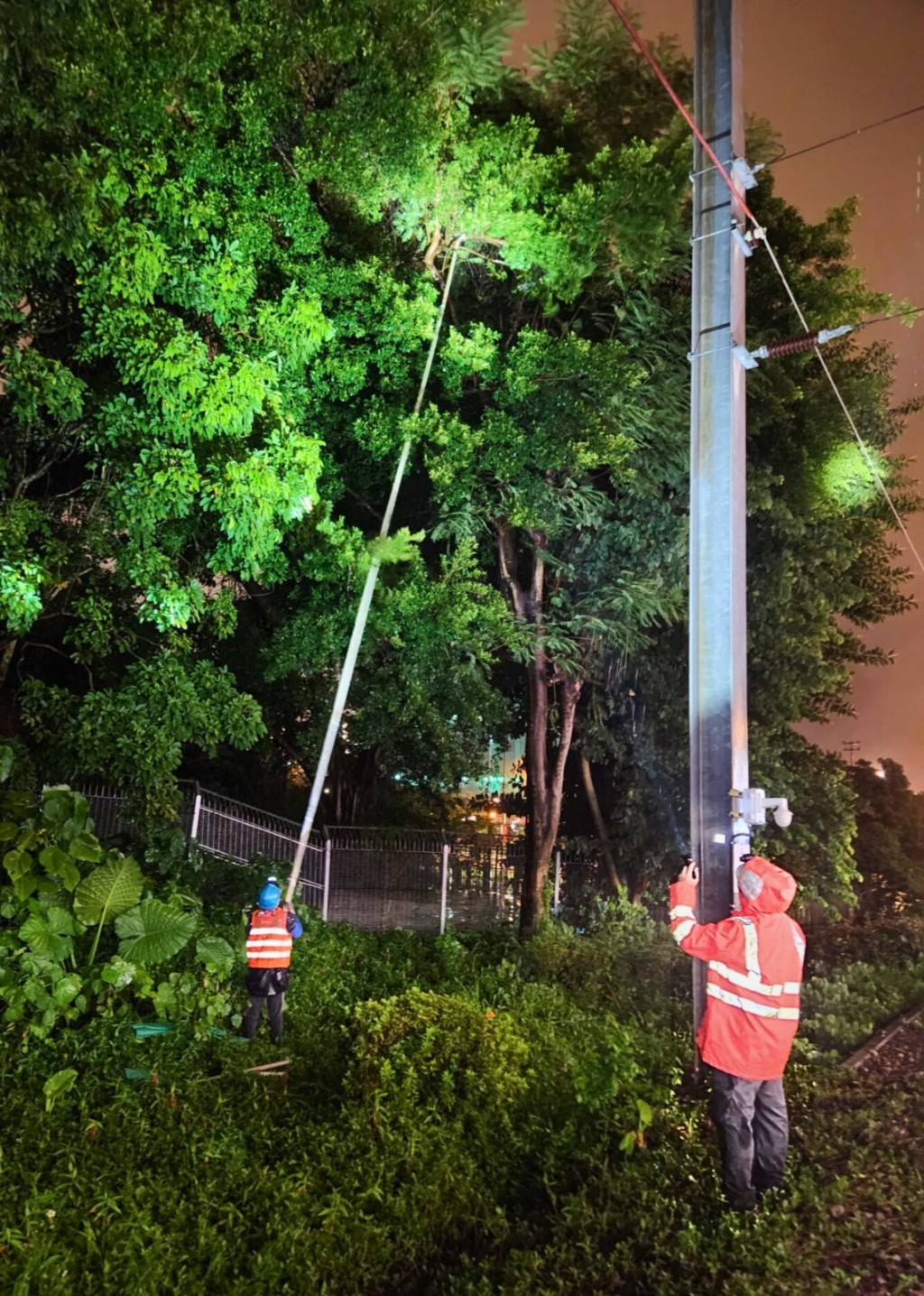 工程人員修剪輕鐵架空電纜附近的樹枝,減低颱風期間樹枝觸及架空電纜的機會。 工程人員修剪輕鐵架空電纜附近的樹枝,減低颱風期間樹枝觸及架空電纜的機會。