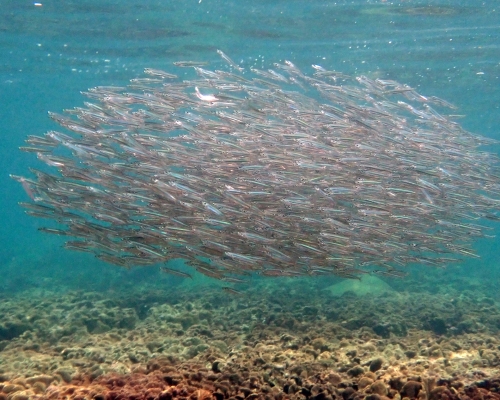 攝於橋咀的一群公魚。