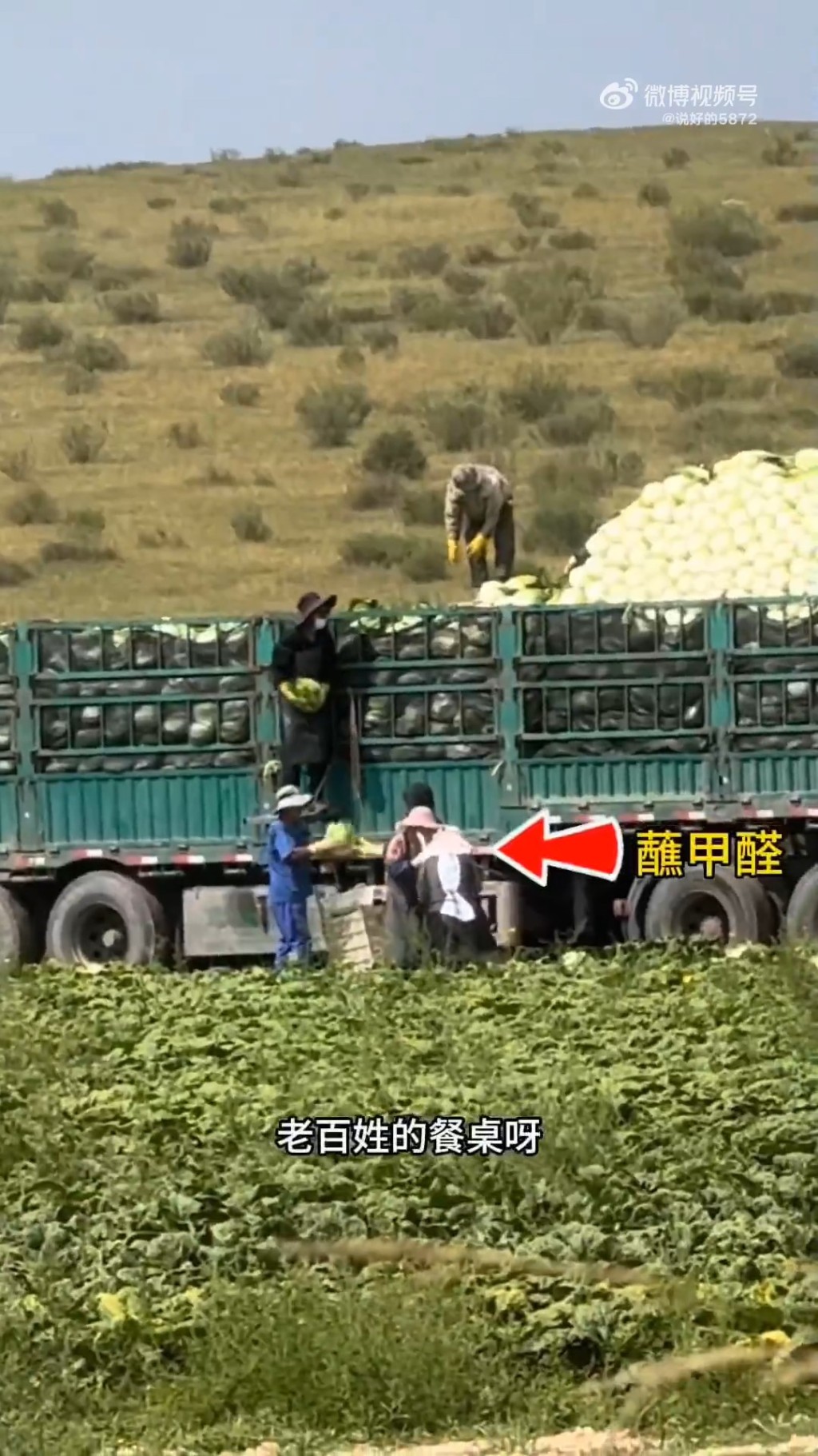 博主發現工人為延長保鮮期，將運送前將大白菜浸上致癌的甲醛。