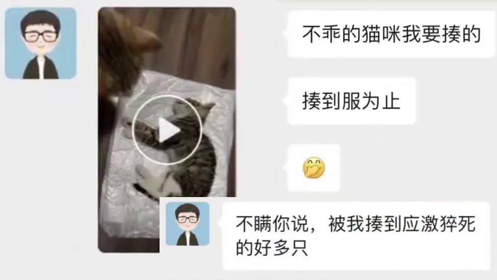 杭州教師傳虐死多隻領養幼貓，還發死貓影像給送養人。 