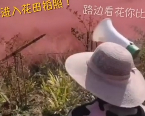 大媽以「進入花田的你,没有花美,誰比誰尷尬」,勸退遊客。微博影片截圖