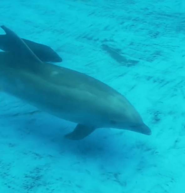 鯨豚獸與媽媽暢泳。動物園微博