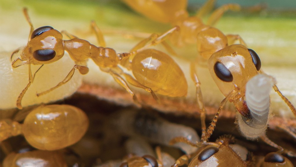 港大生態學家發起全球螞蟻普查。白書樺圖片