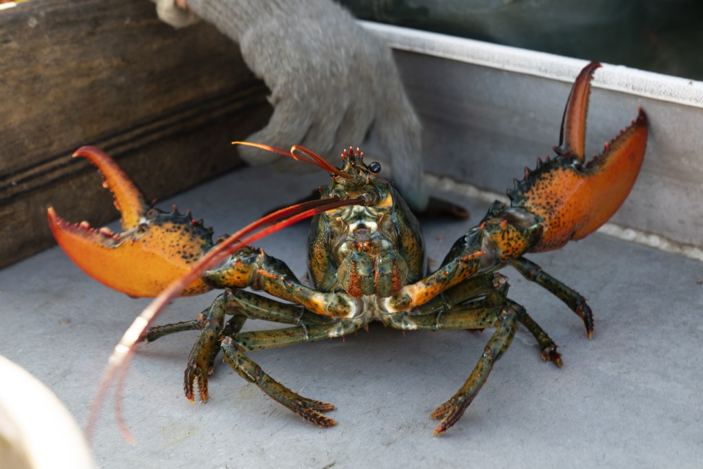 龍蝦養殖業是緬因州其中一個最重要的行業，而緬因州龍蝦也在當地飲食文化中佔有重要地位。AP