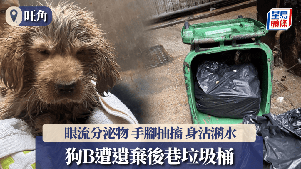 狗B遭遗弃旺角后巷垃圾桶 眼流分泌物手脚抽搐 全身沾有潲水辣椒油