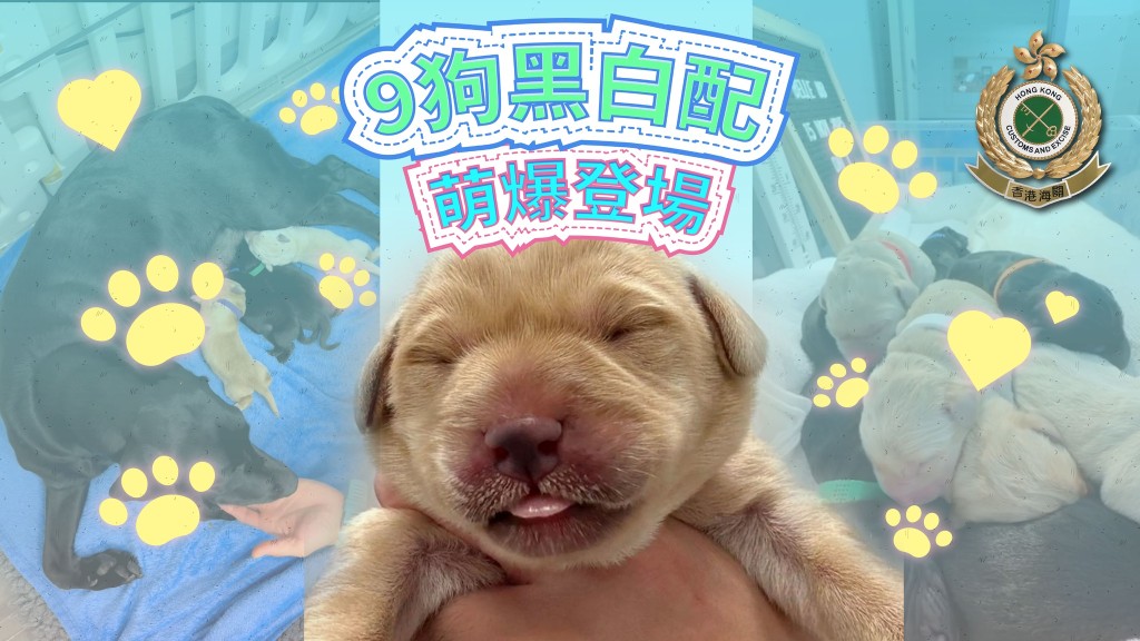 海關9隻黑白配幼犬萌爆登場 搜查犬課全天候悉心照顧