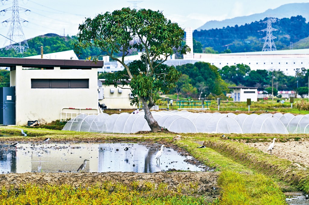 環保署指環評建議的措施已足以彌補工程對生態的影響。