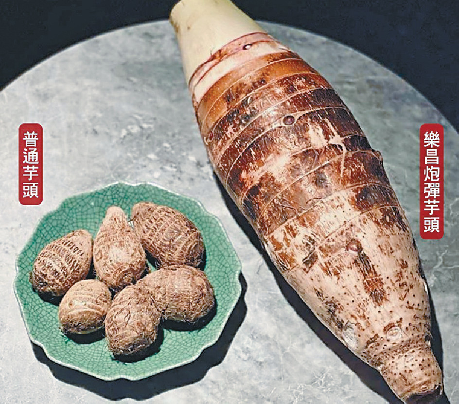 ■樂昌炮彈芋頭份量十足。
