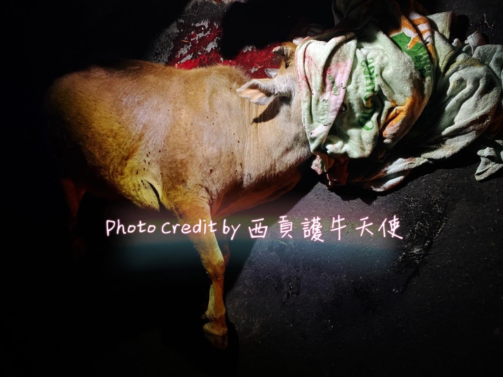牛隻被撞至重傷。西貢護牛天使FB圖片