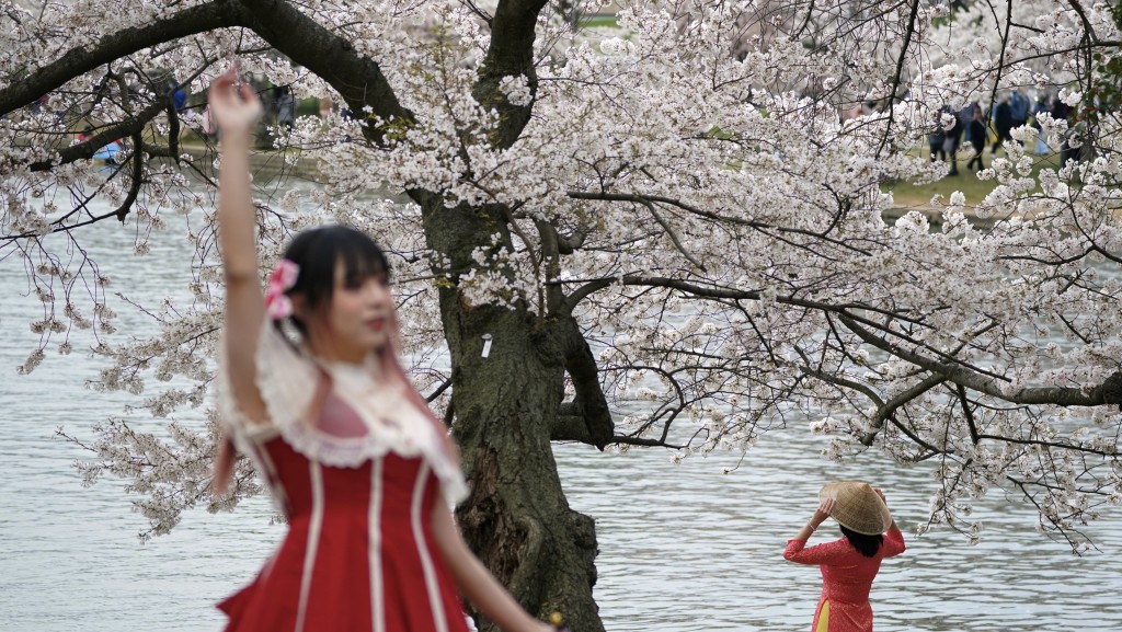 精心打扮的遊客趁櫻花季節前往潮汐湖拍照。 路透社