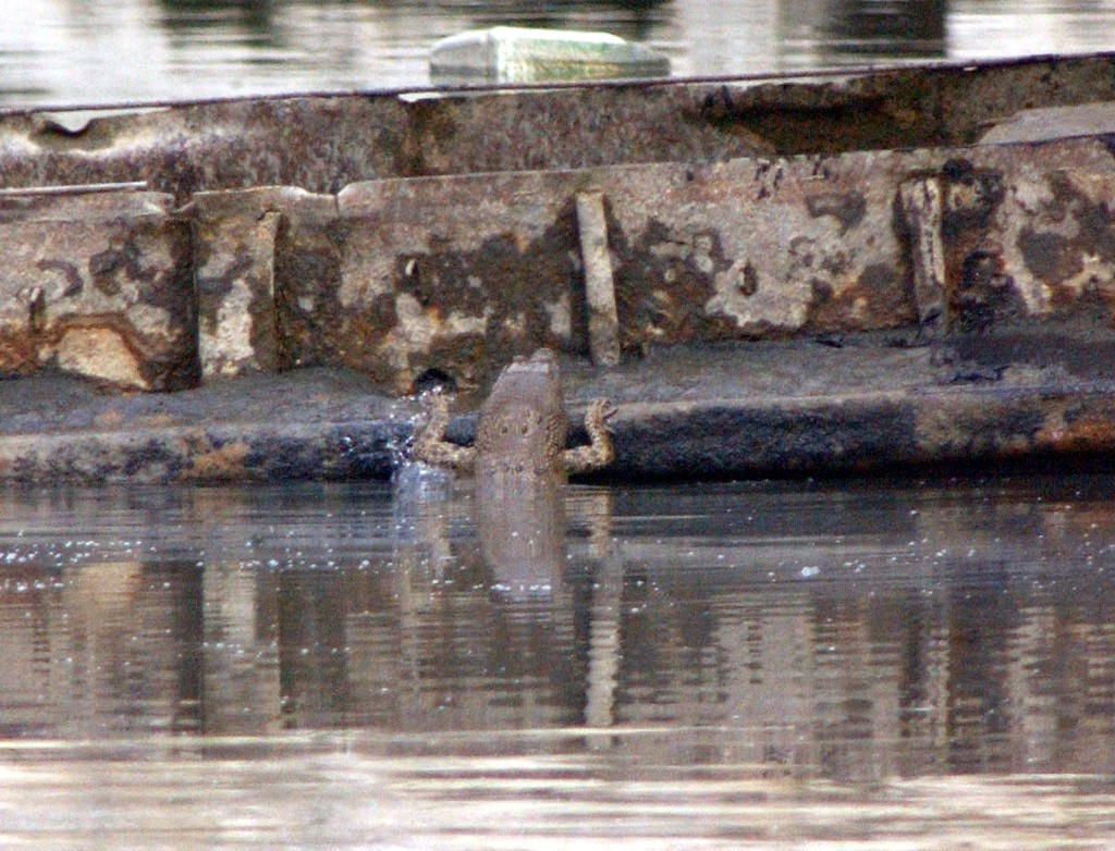 攝於2003年11年19日的小灣鱷「貝貝」。資料圖片