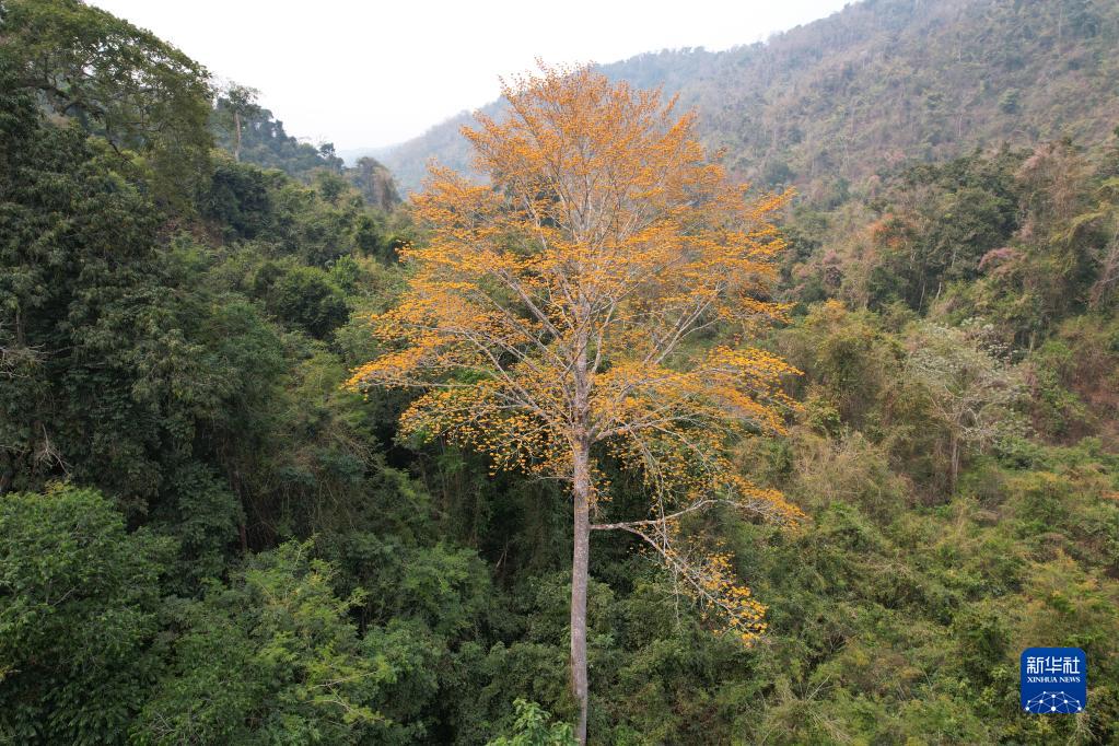 西双版纳现新种乔木，名为大花舟翅桐。 新华网