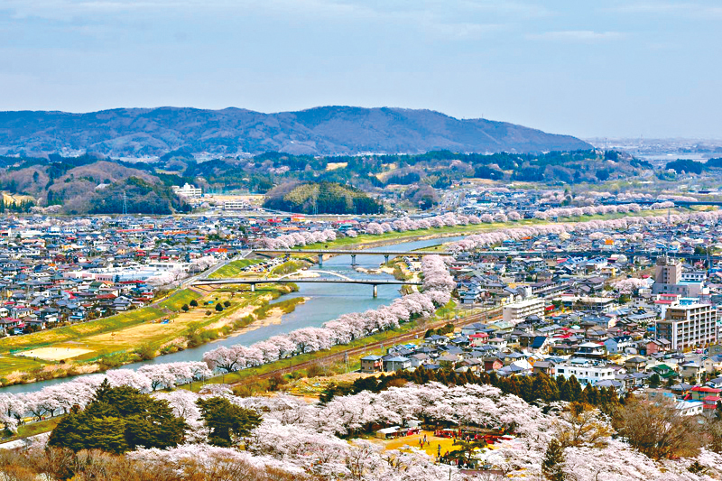 ●居高临下可赏到宫城县的樱花堤岸景致。