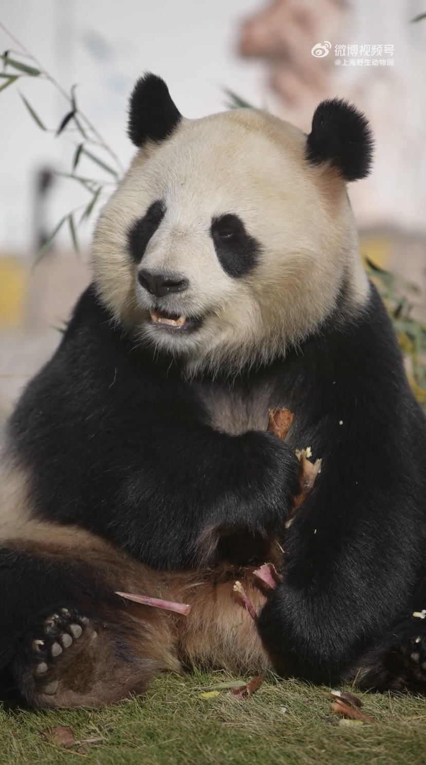 大熊猫「七七」吃笋子。网上图片