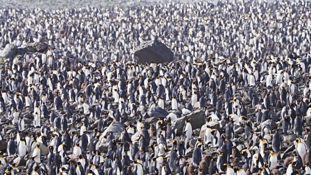 見證數十萬國王企鵝沿岸聚集的壯觀場面。